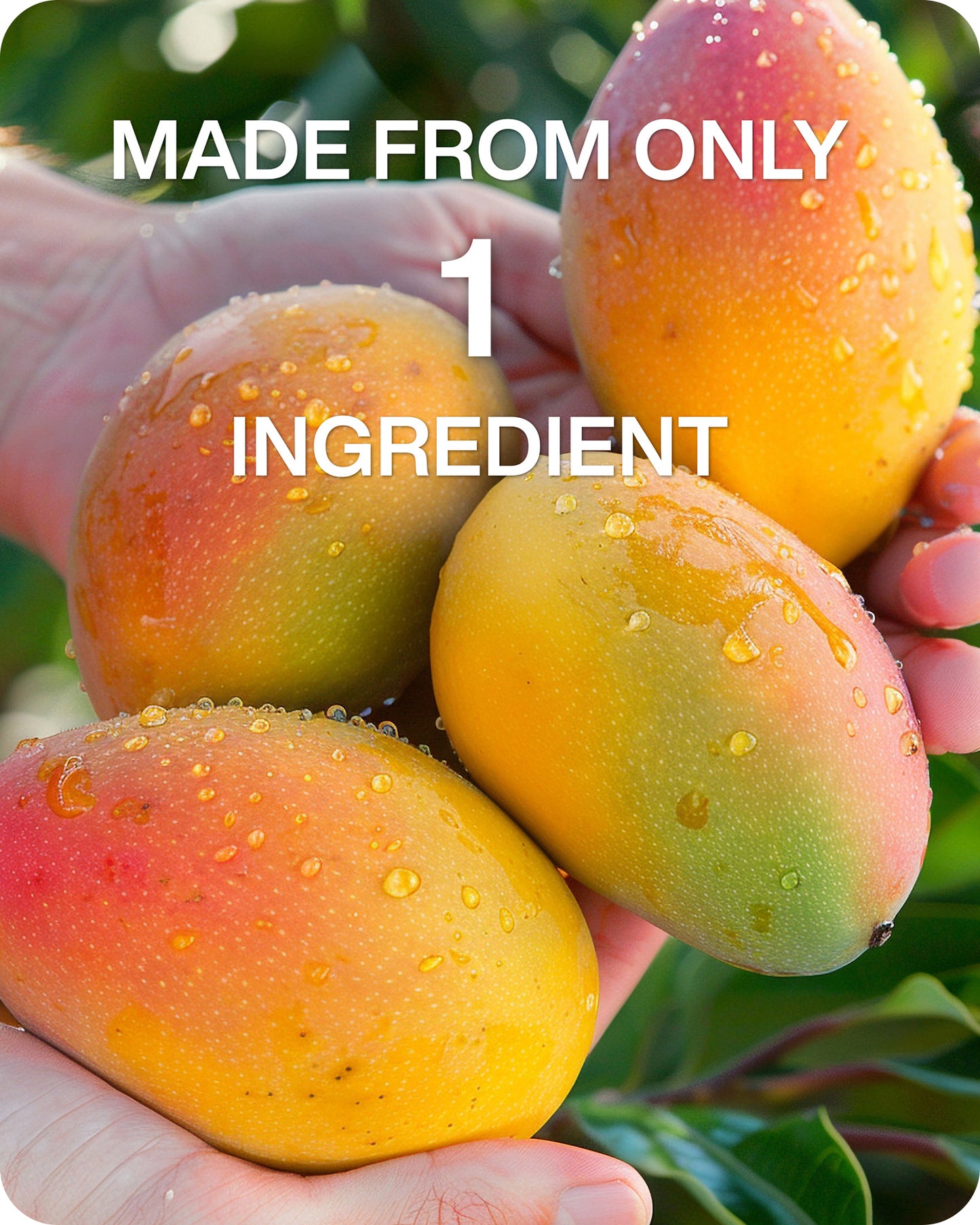 Freeze Dried Mango Slices - Crunchy 100% Natural Fruit - 4.3 oz.