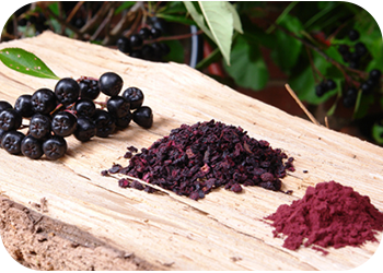 aronia fruit_freeze dried_to juice powdered form